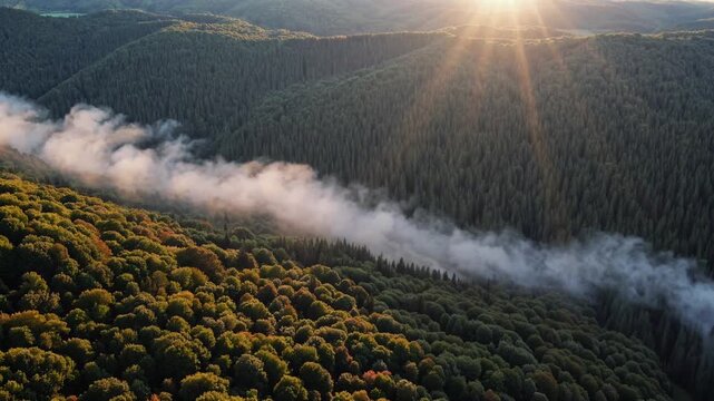 Misty morning sunbeams illuminate a dense, rolling forest landscape with a winding river of fog.