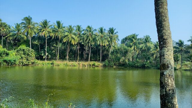 Vibrant Tropical Landscape of Kallur Temple Pond in Palakkad: Sunny Blue Sky, Coconut trees, and Clear Water Reflections