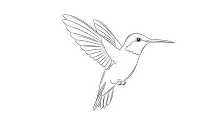 Obraz premium Hummingbird Outline Drawing - Delicate Bird in Flight, Vector Art