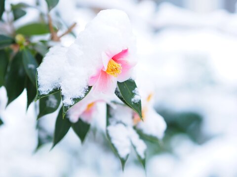 雪をかぶった椿の花