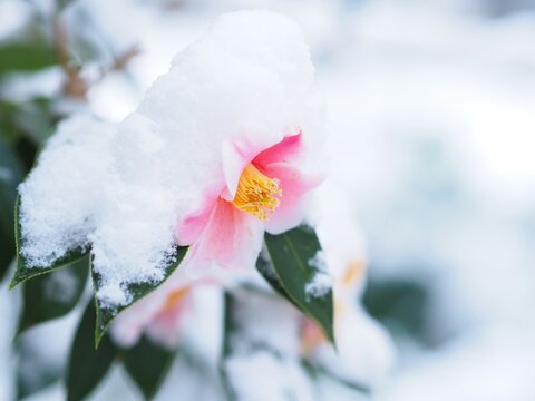 雪景色の中の椿の花