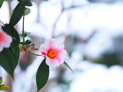 雪の中に咲く椿