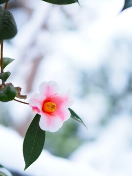 雪の中に咲く椿の花