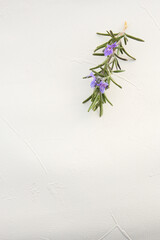twig of rosemary with blue flowers on a white table
