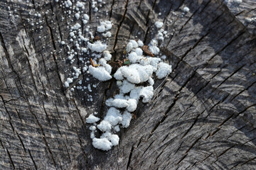 乾燥した切り株に芽生えるスエヒロタケ茸の幼いコロニー（アウトドアフィールド菌・キノコ類マクロ撮影）
