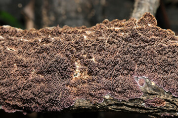 乾燥気味のウスバシハイタケキノコ群体の歯状突起（薄歯状・自然下マクロ撮影） © SAIGLOBALNT