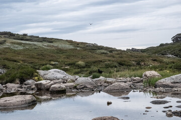 Crow at Snowy River Kosciuszko Summer