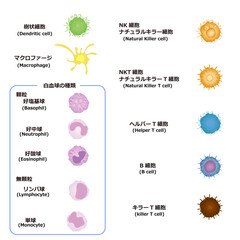 免疫細胞の種類