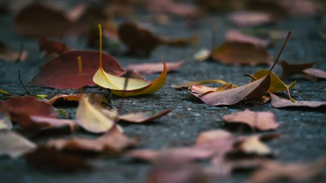 Fallen Autumn Leaves on Wet Ground Close-Up