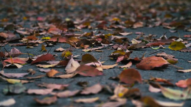 Autumn Leaves on Ground Close-Up