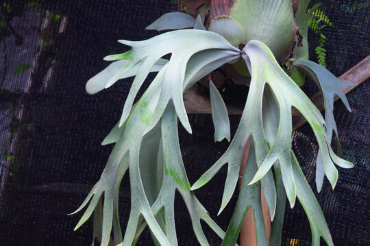 Exotic tropical plants Platycerium green for natural decoration