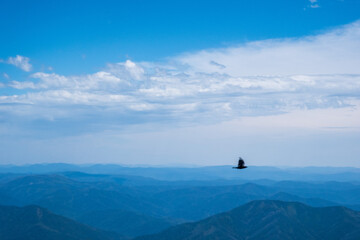 Crow Fliying Mount Kosciuszko 