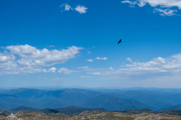 Crow Fliying Mount Kosciuszko 