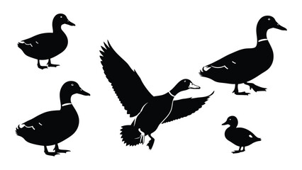 Fototapeta premium A group of ducks in various poses and sizes, depicted in black silhouettes. Vector