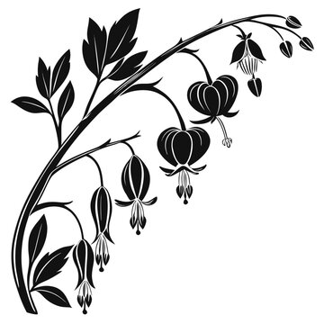Bleeding Heart Vine Silhouette