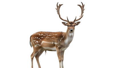 A fallow deer with large antlers on a black background