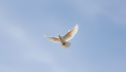 Fototapeta premium A white dove with wings outstretched soars through a clear blue sky, symbolizing peace and freedom
