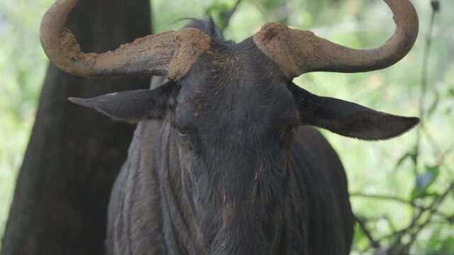 Wildlife In Mlilwane Wildlife Sancturary, Eswatini