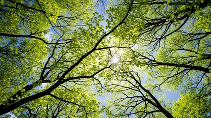 Fototapeta premium Upward view through a canopy of fresh spring leaves, slender tree branches reaching toward a radiant patch of sky, sunlight filtering in luminous green, creating a peaceful forest ceiling of light, te