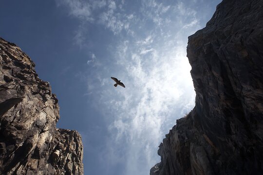 a sigle falcon flying in the sky