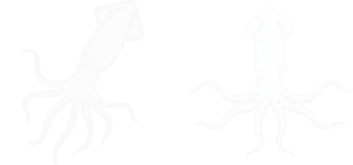 イカ　動物　生き物　イラスト