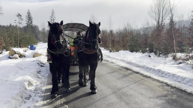 Black draft horses pulling covered wagon on snowy road