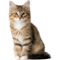 Adorable Kitten Pose for Portrait with Striped Fur and Cute Expression