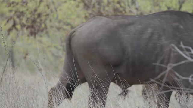 Wildlife, Water Buffalo In Kruger National Park, South Africa