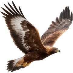 Obraz premium Majestic Eagle Soar Across Black Sky, Wings Spread, Freedom and Power