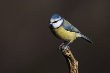 Obraz premium a close up of a blue tit, Cyanistes caeruleus, perches on the top of a branch. The natural out of focus background has space for text copy