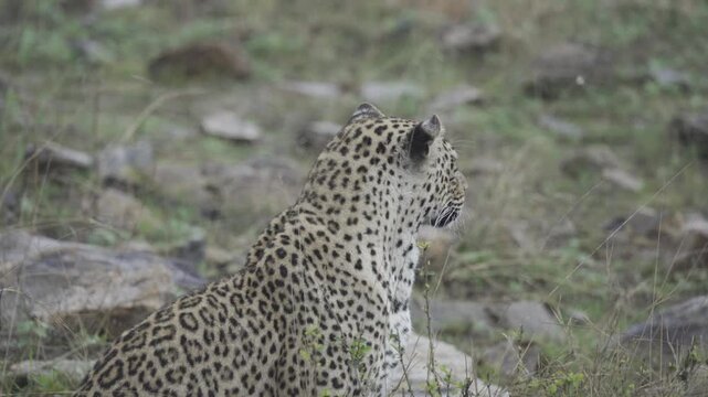 Wildlife, Leopard In Kruger National Park, South Africa