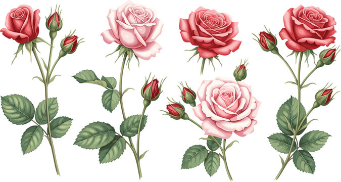 Set of pink and red rose flower illustrations with green leaves and buds in flat vector style for floral design