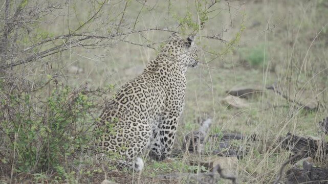 Wildlife, Leopard In Kruger National Park, South Africa