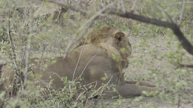 Wildlife, Lion In Kruger National Park, South Africa