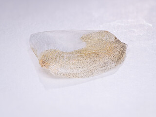 Drying carp fish scales.