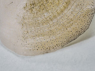 Drying carp fish scales.