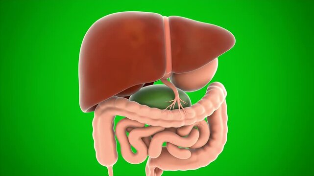 Detailed 3D CGI Model of Human Digestive System on Green Screen Background Isolated for Medical Educational Purposes