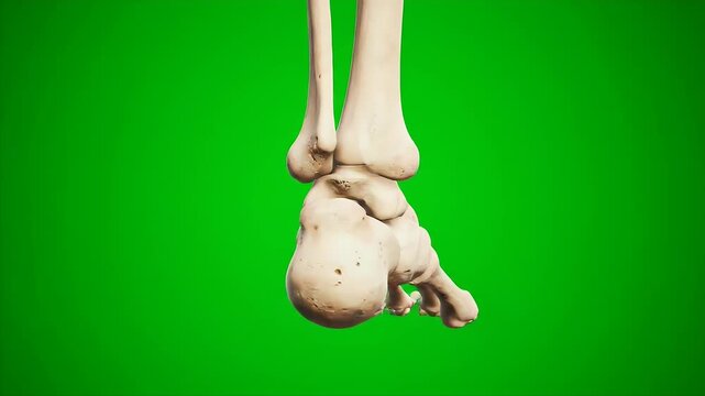 Detailed CGI 3D Ankle and Foot Skeleton on Green Screen Background For Medical and Educational Purposes