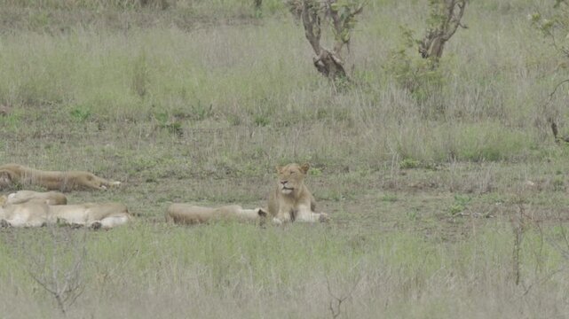 Wildlife, Lion In Kruger National Park, South Africa