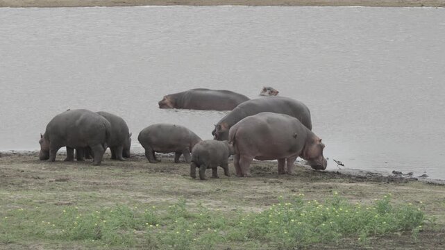 Wildlife, Hippo In Kruger National Park, South Africa