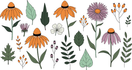 Obraz premium Hand drawn wildflower illustration set with echinacea meadow flowers leaves and botanical elements in soft natural flat style for garden and nature designs