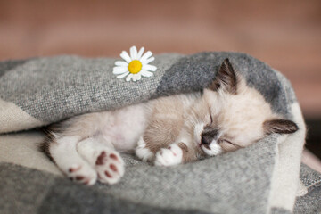 Gray kitten is sleeping sweetly under warm blanket at home