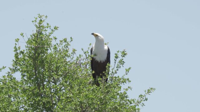 Wildlife, Birds In Kruger National Park, South Africa