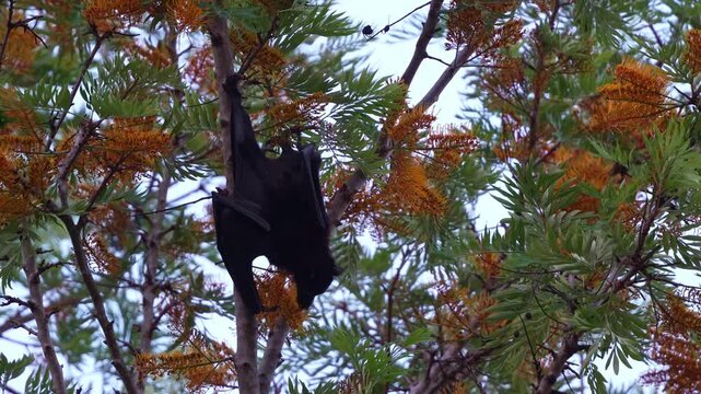 A flying-fox hanging upside down in a silky oak tree, actively feeding on the nectar of the flowers, close up shot.