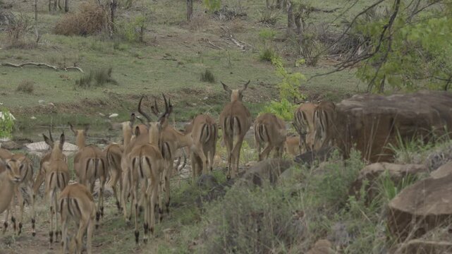 Wildlife, Prey In Kruger National Park, South Africa