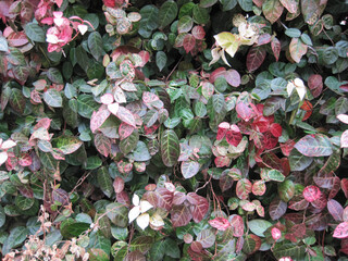 red, white, and green japanese star jasmine photographed in japan in january