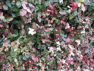 red, white, and green japanese star jasmine photographed in japan in january