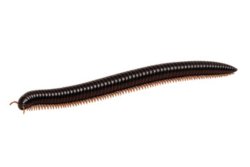 Giant tropical millipede crawling, displaying a long segmented body and many tiny legs, on transparent background