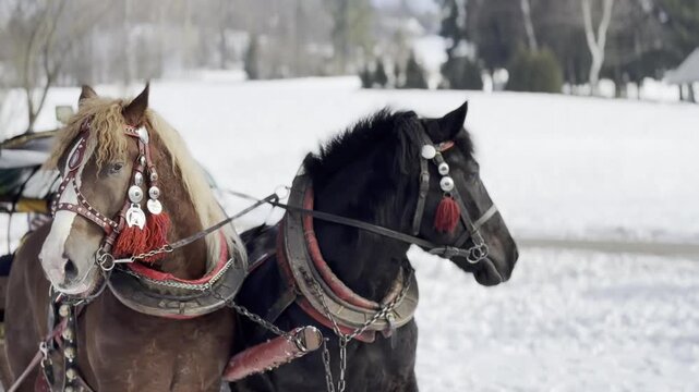 Decorated draft horses in winter sleigh harness
