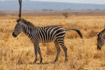 Obraz premium Tarangire National Park, Tanzania - September 30th 2025: Zebra in the Dry Savannah